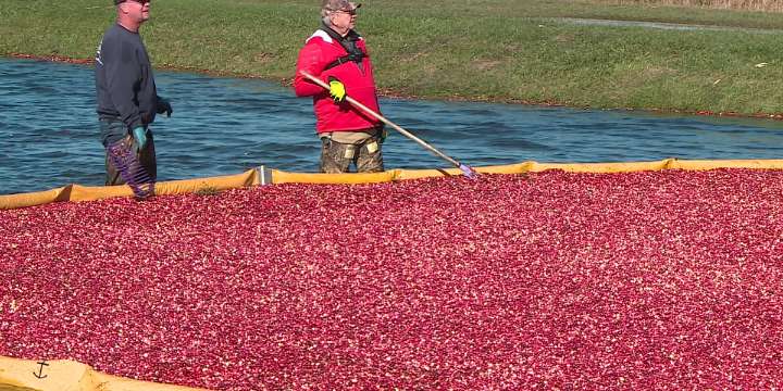 Former Wisconsin Governor Tommy Thompson trades politics for cranberry farming