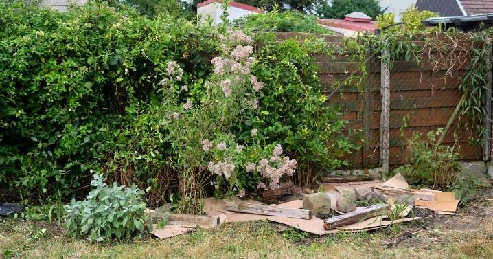 People urged to put cardboard in their gardens this November