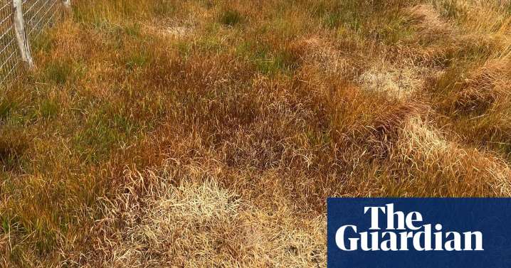 Willow trees on Prince William’s land in Devon poisoned with herbicide