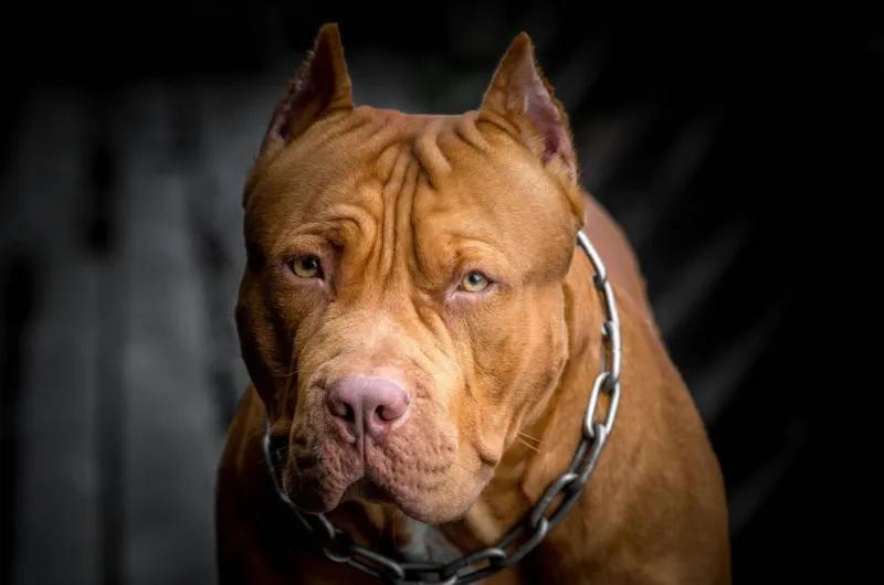 Horror en Bº Borges: perro pitbull atacó a un joven y lo mordió en la cabeza