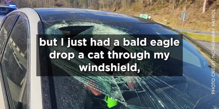 ‘You may not believe me’: Driver tells 911 a bald eagle dropped a cat through her windshield