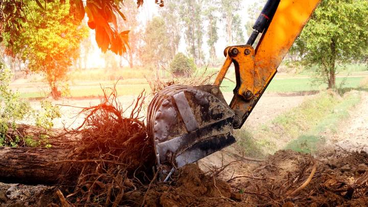 Se construye una casa nueva, decide 'remodelar' los árboles de su vecino ya que está y las autoridades lo paran todo