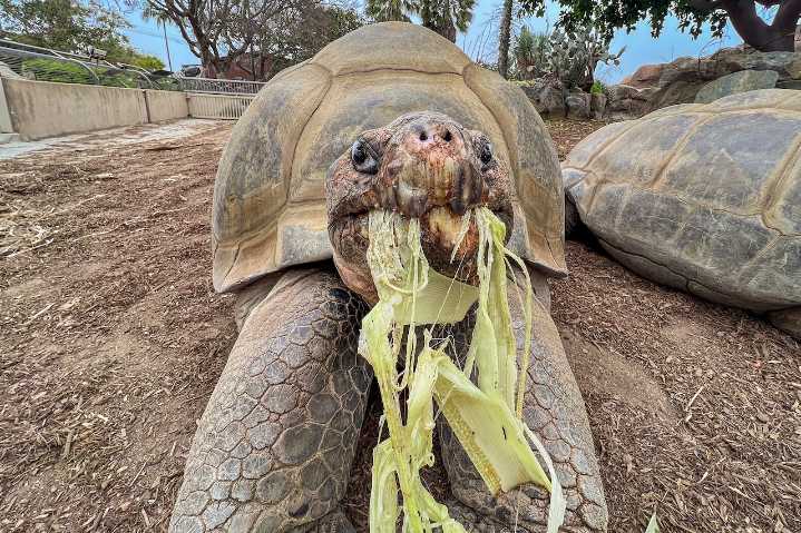 Popular zoo’s longest-lived resident dies at 141