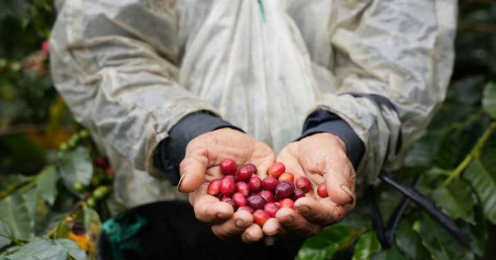 El gremio cafetero de Colombia celebra la eliminación de los aranceles de EE.UU. al café