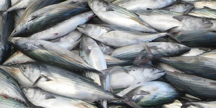 Prohibida la captura de bonito durante todo el mes de noviembre para proteger su reproducción