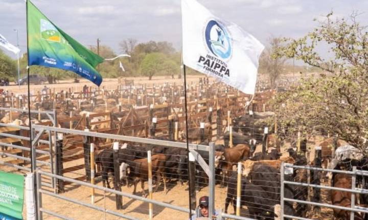 El jueves 27 se realizará un remate ganadero en Las Lomitas