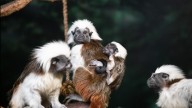 Lake Superior Zoo welcomes endangered baby tamarin