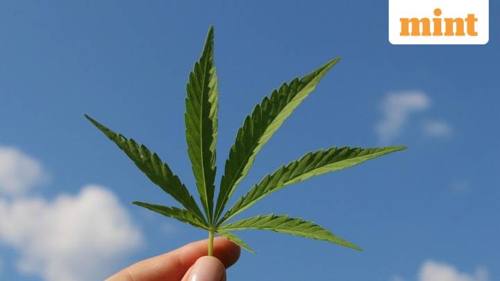 Hemp faces new ban in Senate bill, industry fears major losses