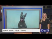 Give Nala 2 from Tampa a fur