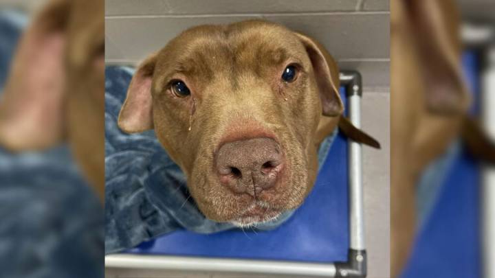 Ohio Rescue Pup Waited Over 1,000 Days For A Family And Now His Dream Has Come True