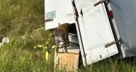 2nd escaped monkey fatally shot, leaving 1 monkey still on the loose after Mississippi crash