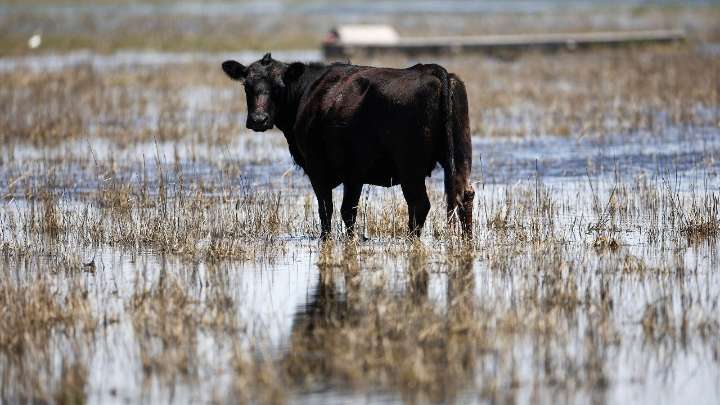 Can rabies spread through milk? Here are the facts