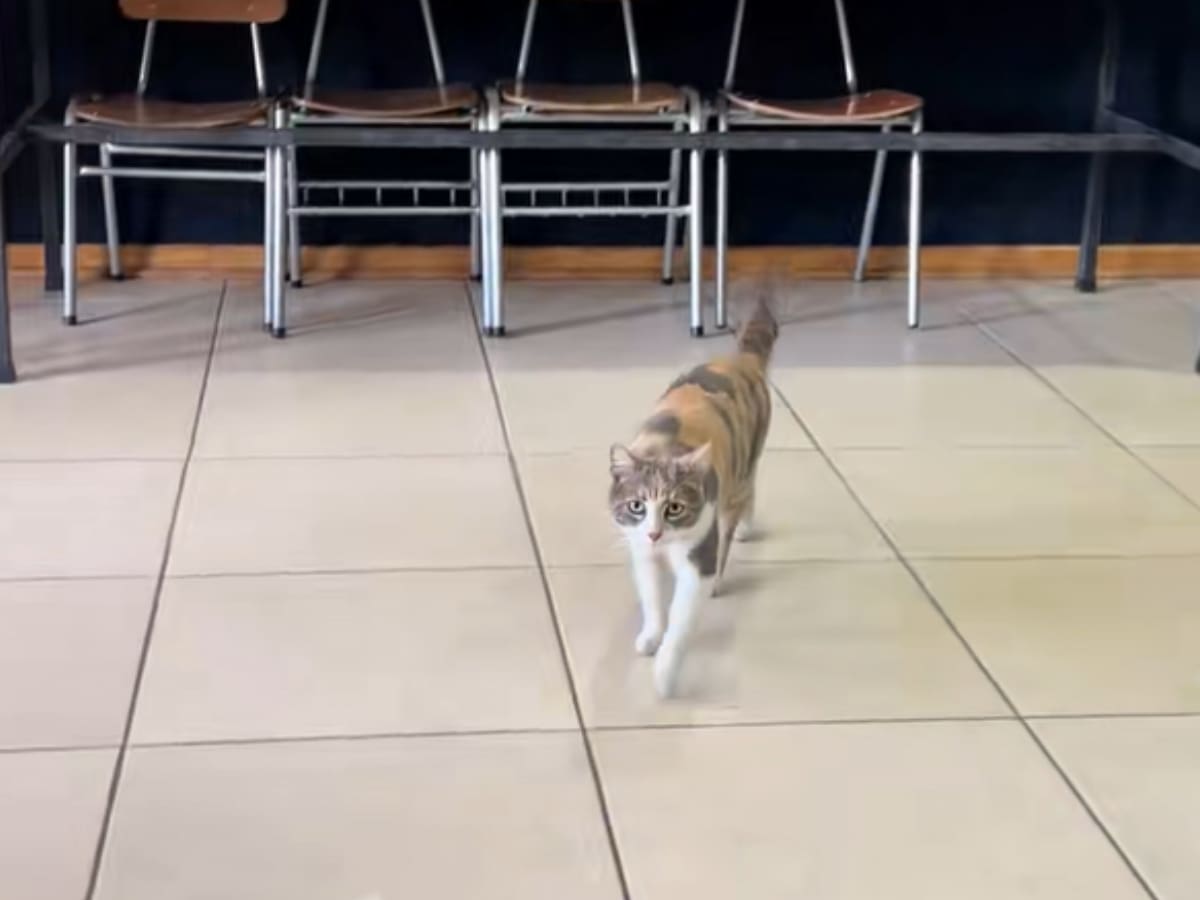 Fue a “votar” a la mesa 21 de Pirque y la delataron: “La vi cazando un ratón hace poco”