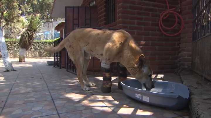 Pay de Limón, el perrito torturado, que ‘impulsa’ una ley contra el maltrato animal en México