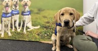 BC and Alberta Guide Dogs training facility opens in Edmonton