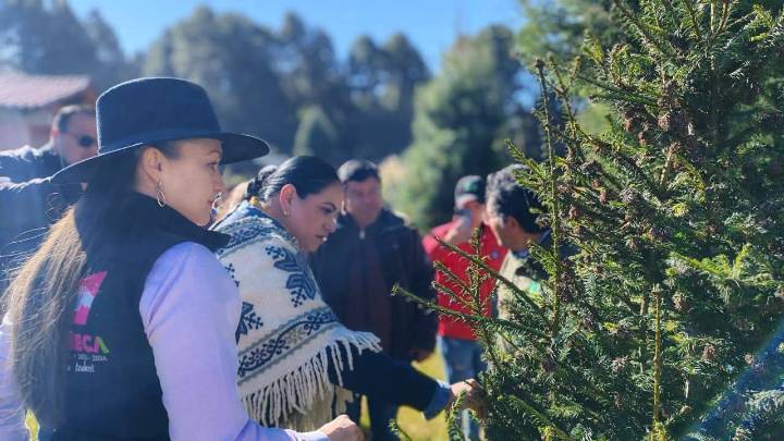 Arranca temporada de corte de árboles de Navidad en Amecameca