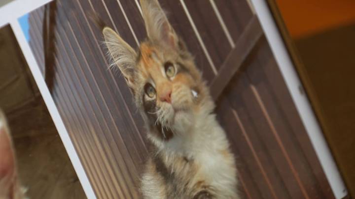 BBB warns of pet scams as Manchester woman loses thousands