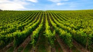 Hidden Gem Wineries In California You Need To Visit