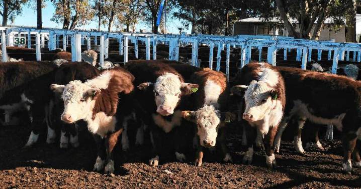 Precios firmes y en alza para la hacienda: en Choele Choel se pagó un tope de $ 6.850 el kilo de ternero en un lote puntual