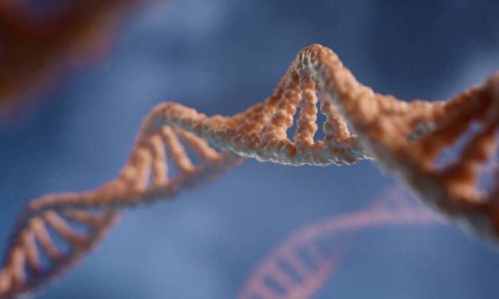 Un estudio logró identificar un gen propio de los argentinos hasta ahora desconocido