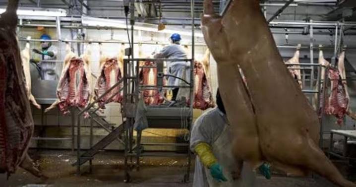 Assam Bans Pork Sales in Seven Districts Amid Alarming African Swine Fever Surge