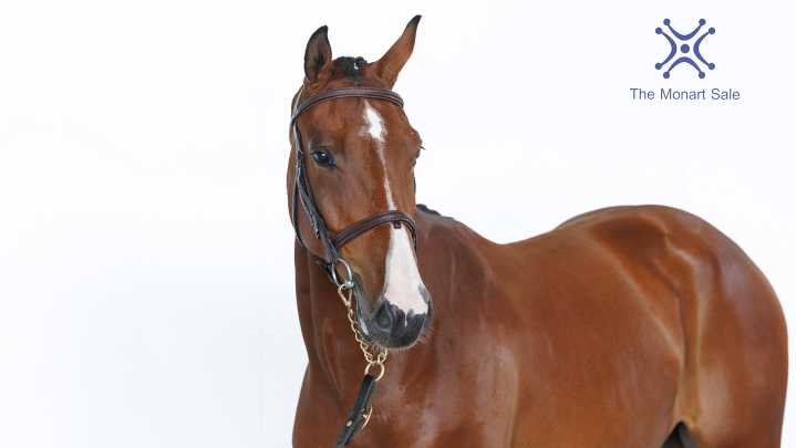 Top lot at Monart Sale of top three-year-old sport horses heads to the US