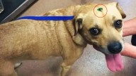 California Dogs Found With Something Glittering On Their Heads