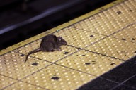 CT city cracks top 5 of Okrin's 50 Rattiest Cities List