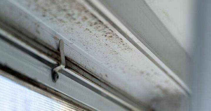 Mould and damp will be absorbed if you have 3 cheap natural repellants at home