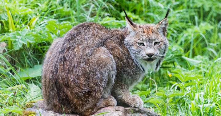 Lynx cat could soon be back roaming Scotland's Highlands to repair the wild