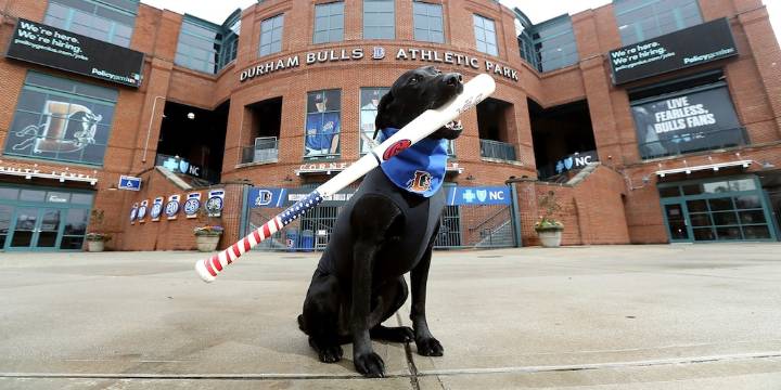 Quién era Ripken, el labrador ‘recogebates’ que conquistó los corazones de Carolina del Norte