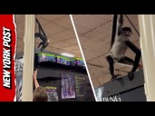 Monkey Madness: Diaper-Clad Primate Sparks Frenzy in Spirit Halloween
