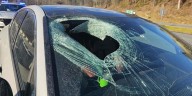 NCHP: Bald eagle drops cat through windshield on NC highway, driver says