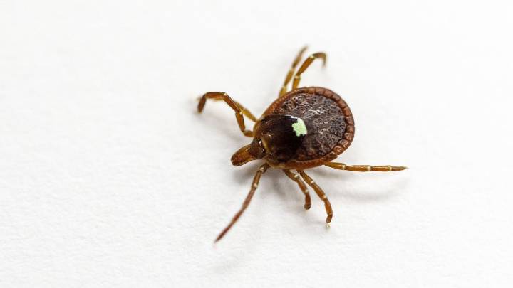 First death reported from meat allergy caused by tick bite