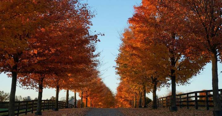 Photos show the changing colors of a Toronto fall |