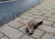 Eguzki denuncia que las fachadas del Museo Balenciaga y del GOe son «una trampa mortal para aves»