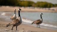 Thousands of Canada geese call N.J. home | Gloucester County Nature Club