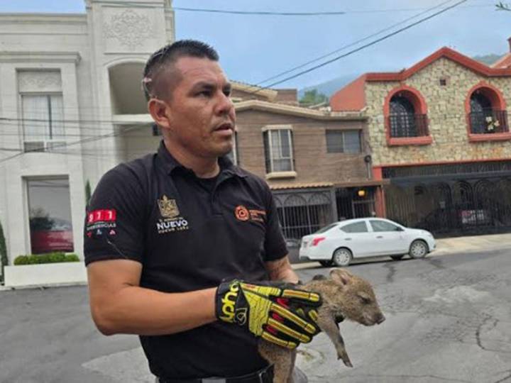 Rescatan a cría de pecarí de cuello blanco de alcantarilla, en Nuevo León