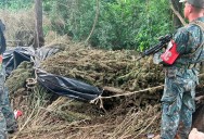Militares paraguayos decomisan 9.4 toneladas de marihuana en zona fronteriza con Brasil