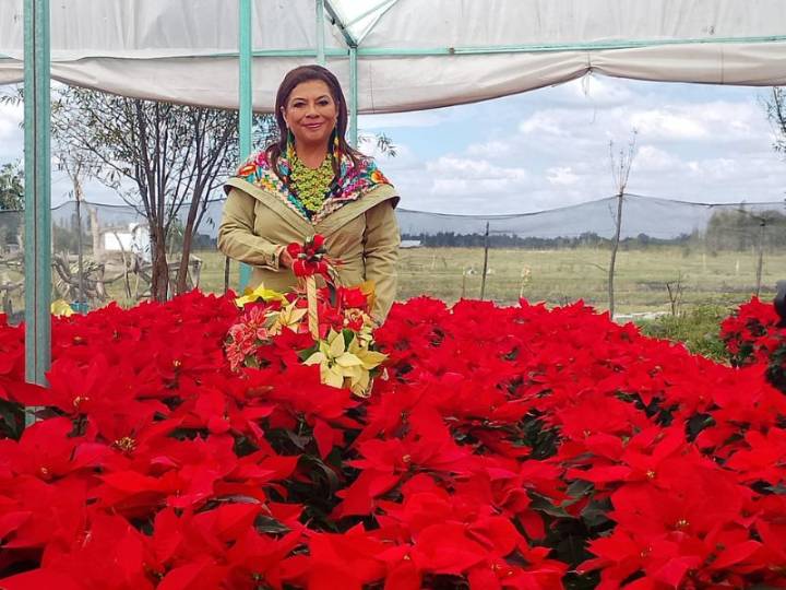 Temporada de Nochebuenas dio arranque en la CDMX; Brugada anima a adquirir flores de productores locales de Xochimilco y Tláhuac