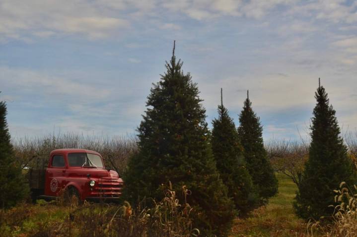 ‘It takes a village’: Christmas tree farms in Maryland prepare for the holiday season