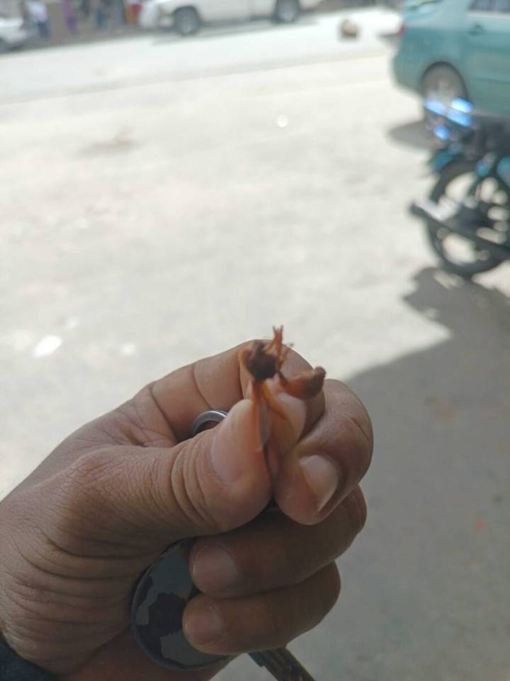 Entérate qué insecto sorprende a vecinos de Tucupita