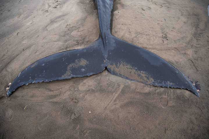 Starving humpback whale found dead on Neskowin beach (photos)