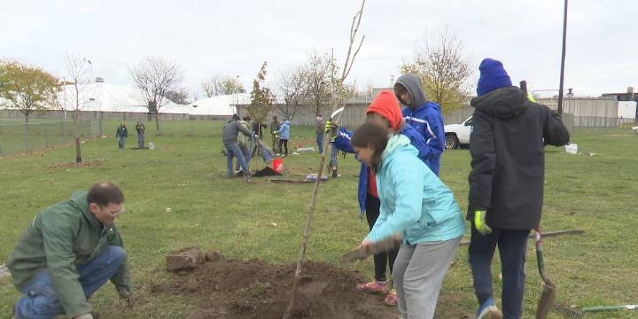 Volunteers from Tree Watertown planted 45 trees at the Jefferson County Fairgrounds Saturday
