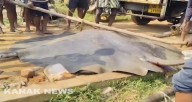 Giant stingray weighing 300 kg caught from Devi river in Odisha