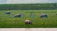 Wildlife Institute needed in Assam to explore NE biodiversity hotspots: Expert