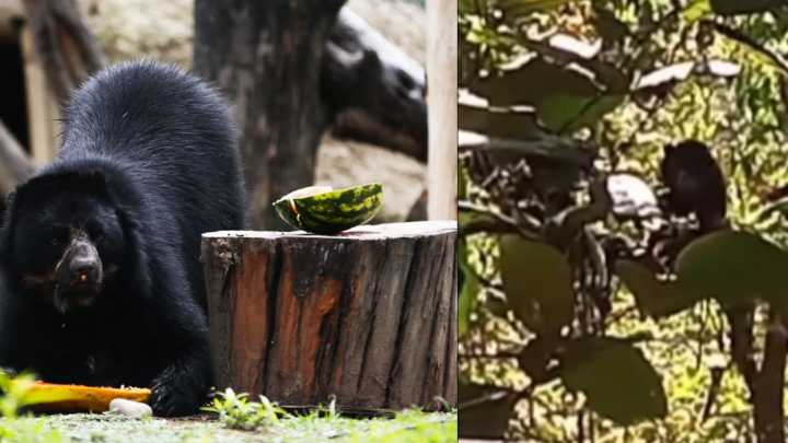 Video | Guardabosques capta 'un momento único' en Parque Nacional Natural en Colombia: 'Un recordatorio de las maravillas que habitan'