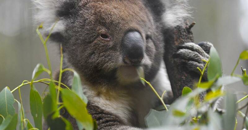 Warning national interest exemption no friend to nature