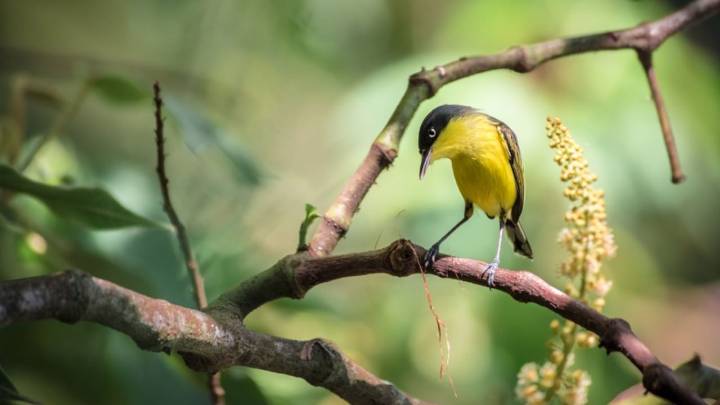 Ecoturismo: Estos son los municipios del Valle del Cauca que fueron declarados ‘ciudades de las aves’