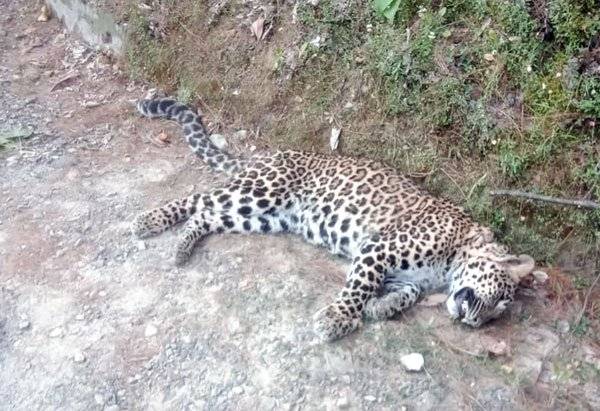 Multiple Leopard sightings near Jubberhatti airport prompt safety fears, complaint filed